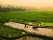 Phát huy vai trò của nông dân trong xây dựng bản phát triển ở tỉnh Luông Pha Băng