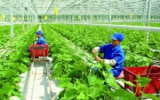 Phát triển nông nghiệp công nghệ cao ở Việt Nam trong bối cảnh Cách mạng công nghiệp lần thứ tư